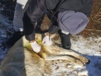 Kurdun yaraladığı köpek tedavi edildi