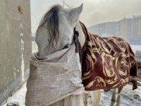 Atlar dondurucu soğuklardan koruyorlar