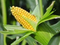 Genetiği değiştirilmiş mısır kullanımı onaylandı