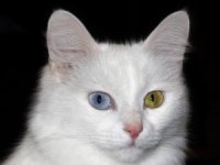 Van kedileri  ‘kızgınlık dönemine’ giriyor
