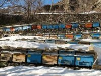 Kış ayında arılar kovanda çıktı