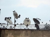 Yüksekova: Çeşitli kuş türleri göç etmeye başladı