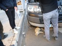 Hakkari’de yaralı kedi seferberliği