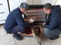 Belediye ekipleri kedi ve yavrularını kurtardı
