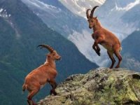 Dağ keçileri dağlara renk katıyor