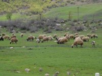 Öldürülen çobanlarla ilgili gelişme: 4 gözaltı
