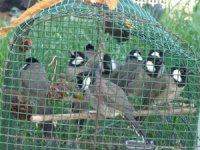 10 Arap bülbülü kuşu ele geçirildi