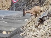 Hakkari'de dağ keçisi sürüsü yola indi
