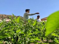 Çukurca'da organik sebze yetiştiriciliği