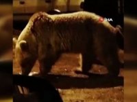 Çukurca'da yiyecek arayan ayılar görüntülendi