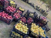 Yüksekova'da elma hasadı yapıldı