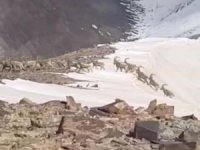 Sürü halindeki dağ keçileri kameraya yansıdı