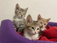 5 yavru kedinin bakımı veterinere kaldı