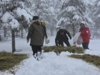 Şırnak'ta yaban hayvanları için yem bırakıldı