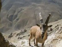 Yaban keçileri fotokapana takıldı