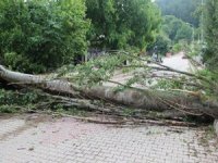 Üzerine ağaç devrilen kadın hayatını kaybetti