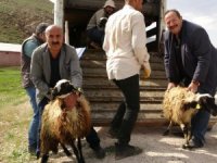 Çiftçilere küçükbaş hayvan desteği