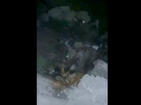 Hakkari'de çöplükte beslenen ayı görüntülendi