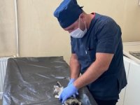 Boğazında kemik takılan kedi kurtarıldı