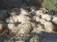 Hakkari'de kurtlar 50 koyunu telef etti