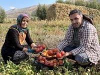 Yüksekova'da domates hasadına başlandı