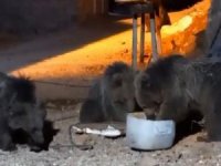 Yiyecek arayan ayılar görüntülendi