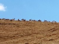 Hakkari dağlarında Karaca sürüsü görüldü