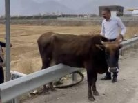 Bariyerde mahsur kalan inek kurtarıldı