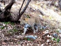 Zagros leoparı fotokapana yakalandı