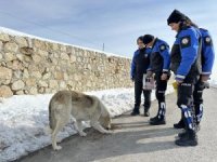 Polis hayvanlar için doğaya yem bıraktı