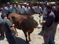 120 aileye süt ineği dağıtıldı