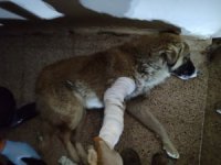 Hakkari’de aracın çarptığı köpek yaralı kurtarıldı