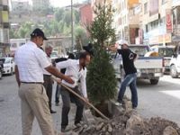 Belediye'den ağaçlandırma çalışmaları