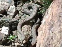 Türkiye’nin en zehirli yılanı görüldü