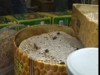 Ege balcı arıların istilasına uğradı