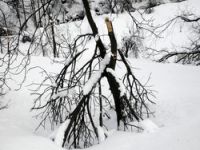 kar meyve ağaçlarına zarar verdi