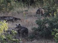 Gazeteciler ayıların saldırısına uğradı