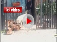 Odun taşımaya yardım eden köpek