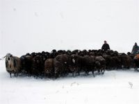 Hakkari'de 2 bin koyun mahsur kaldı
