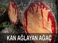Kan ağlayan ağaç