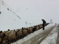 Yaylada mahsur kalan çobanlar kurtarıldı