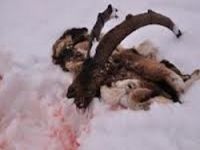 Hakkari'de dağ keçisi katliamı