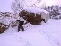 Kar yağışı ve soğuk hava çiftçileri vurdu