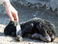 Ölü doğan kuzular çiftçileri mağdur etti