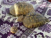Hakkari’de kaplumbağalar ortaya çıktı