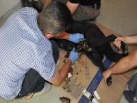 Yaralı olan köpeği veteriner hekim Yüzgeç kurtardı