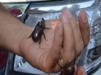 ‘Gergedan Böceği’ için yetkililer harekete geçti