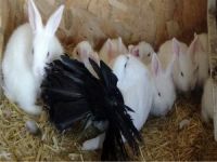 Tavşan yavrularına güvercin annelik yapıyor