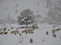 Beklenen kar yağmayınca çiftçiler zor günler yaşadı