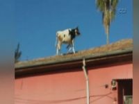 Kesime getirilen inek mezbahanın çatısına kaçtı